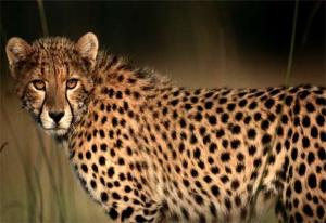 1291742871_cheetah-closeup