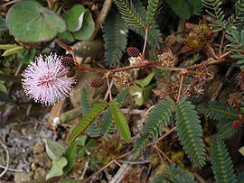 270px-Mimosa_pudica0