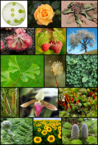 314px-Diversity_of_plants_image_version_3