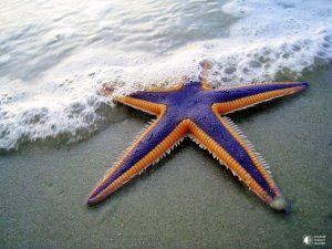 ზღვის ვარსკვლავი
