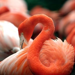 405px-Flamingo_National_Zoo