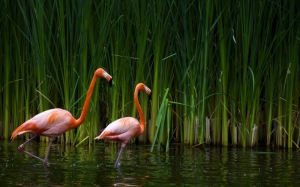 flamingo_7359