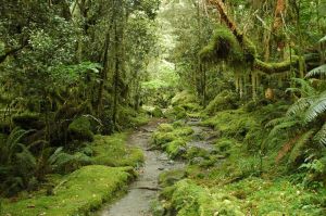new-zealand-forest