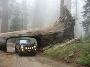 sequoia-tree-suv