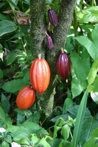 the-cocoa-bean