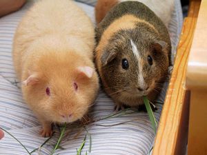 Two_adult_Guinea_Pigs_(Cavia_porcellus) (1)